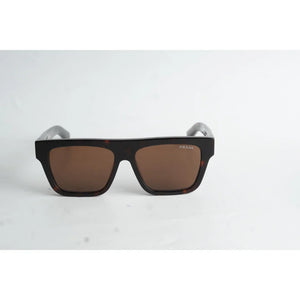 Tortoise Brown