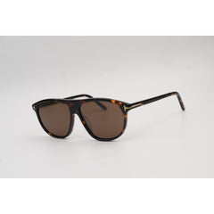 Tortoise Brown